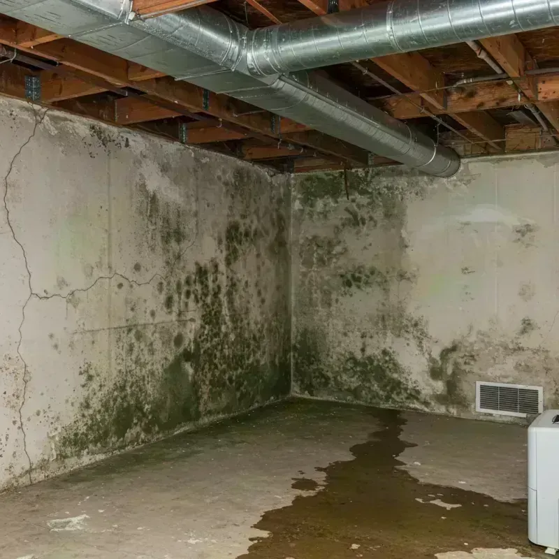 Professional Mold Removal in Anchorage, KY